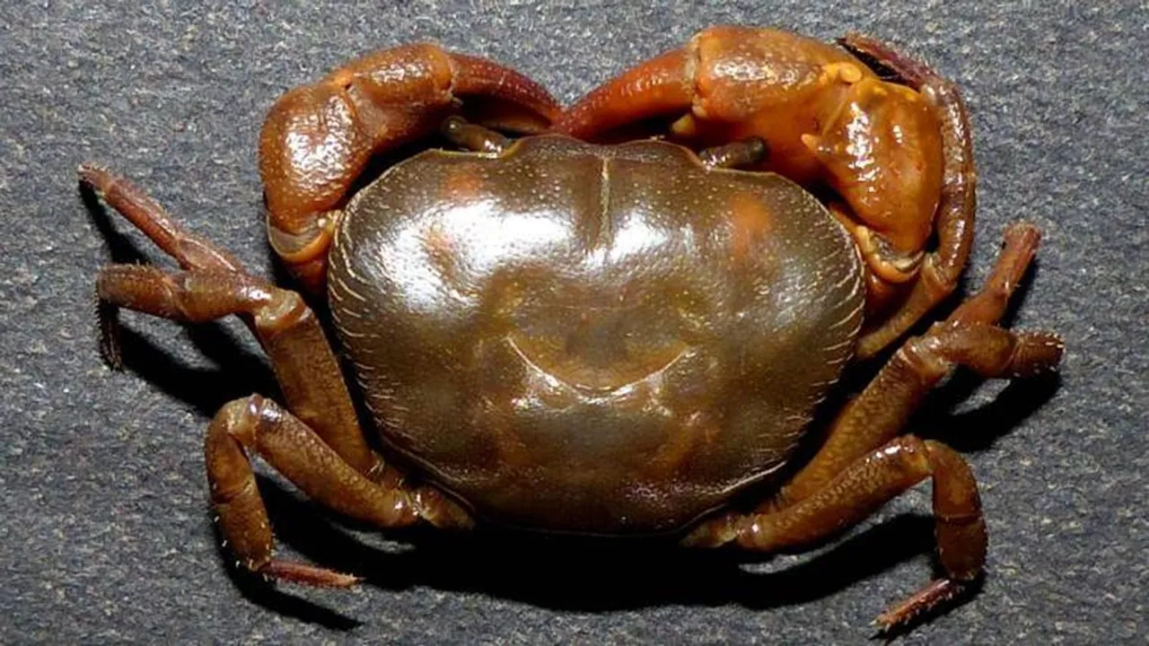 Tourist died at digha hospital after ate crab in tajpur