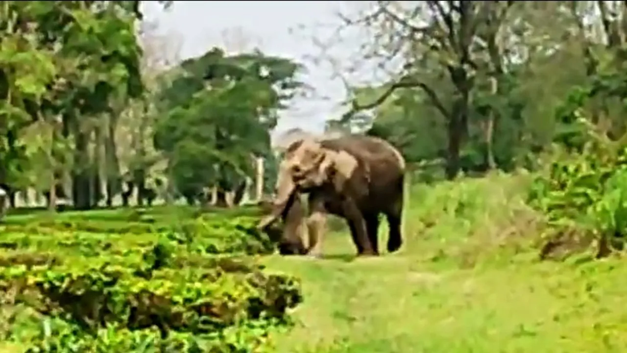 The dead baby was picked up by mother elephant, Dooars have witnessed a emotional event