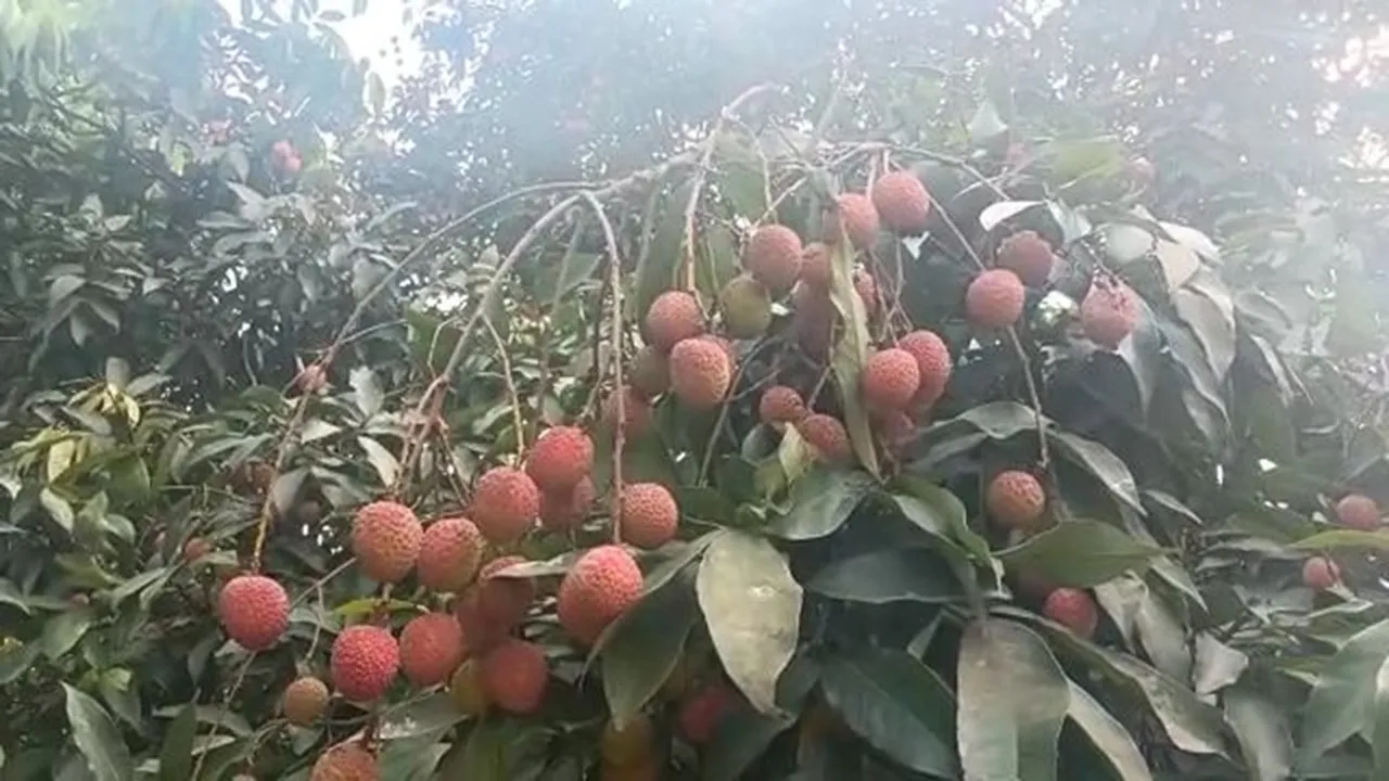 Maldaha's lichhi will be export in european countries and others