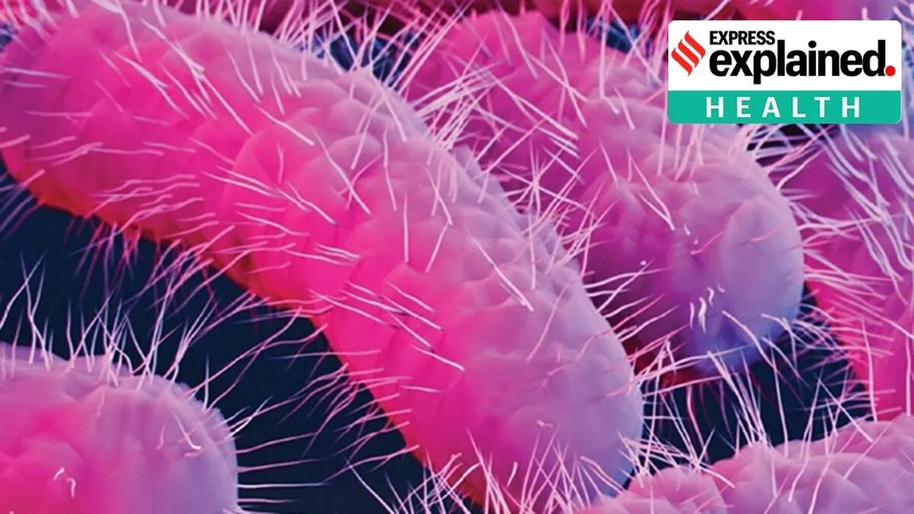 Shigella