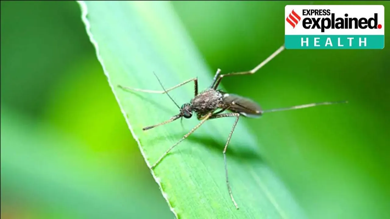 What is the West Nile Virus, how does it spread?