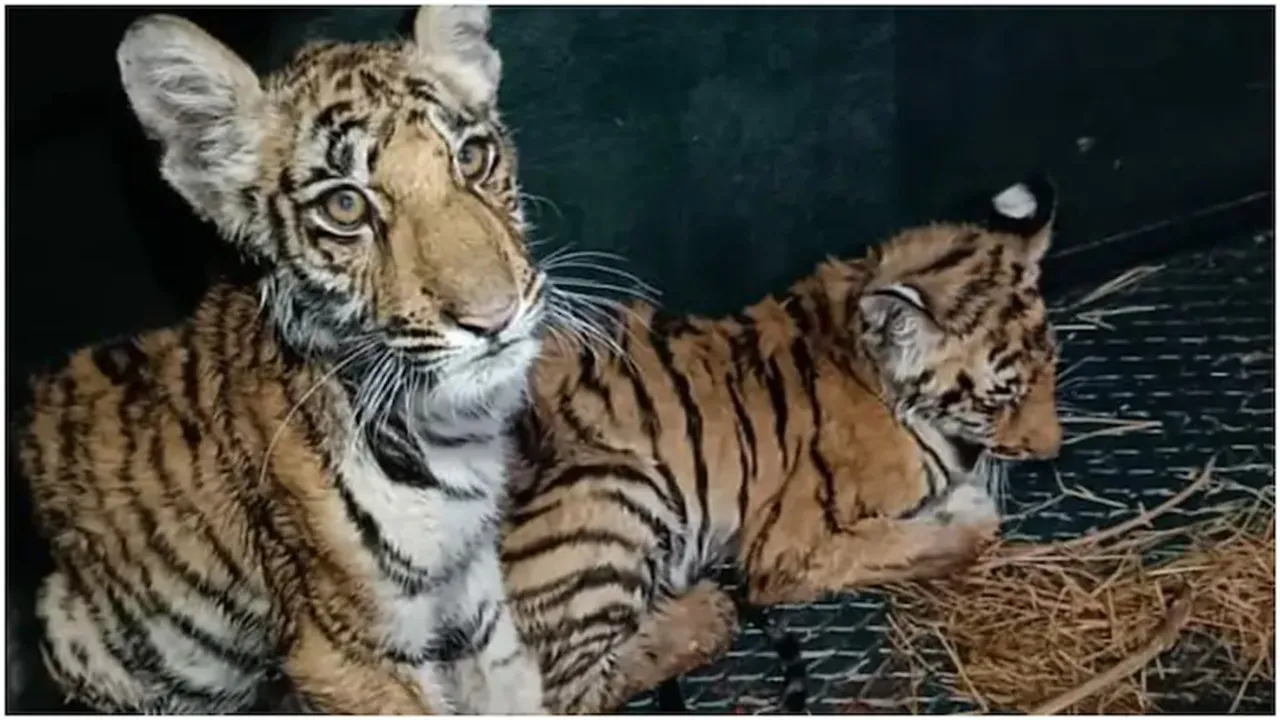 tiger cubs