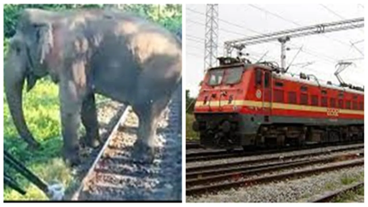 elephant crosses railway track