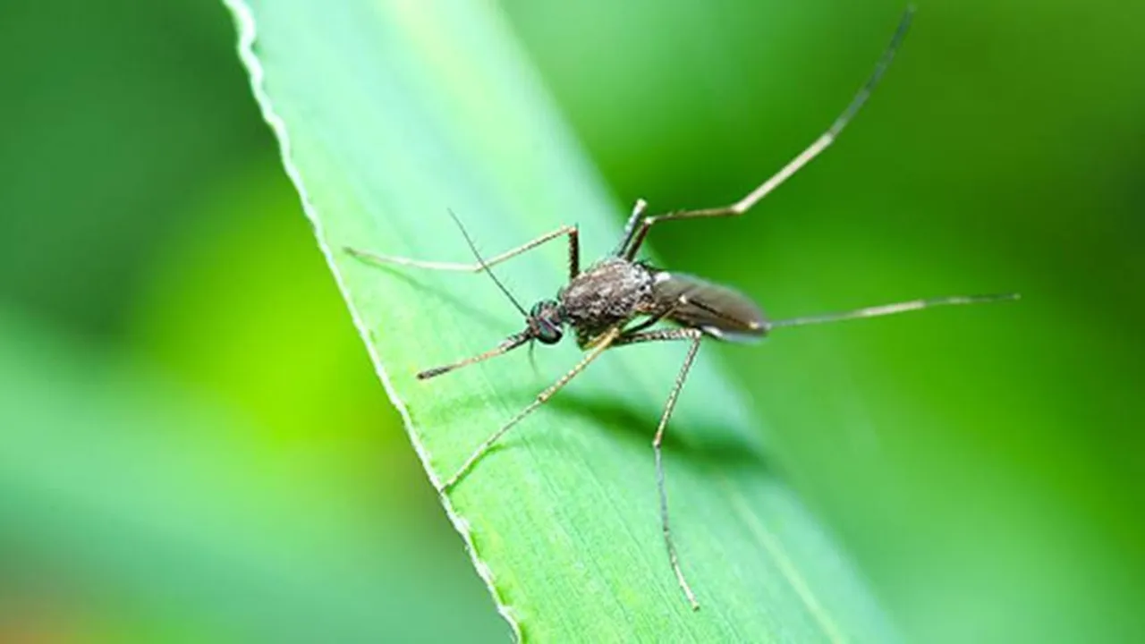 kerala death