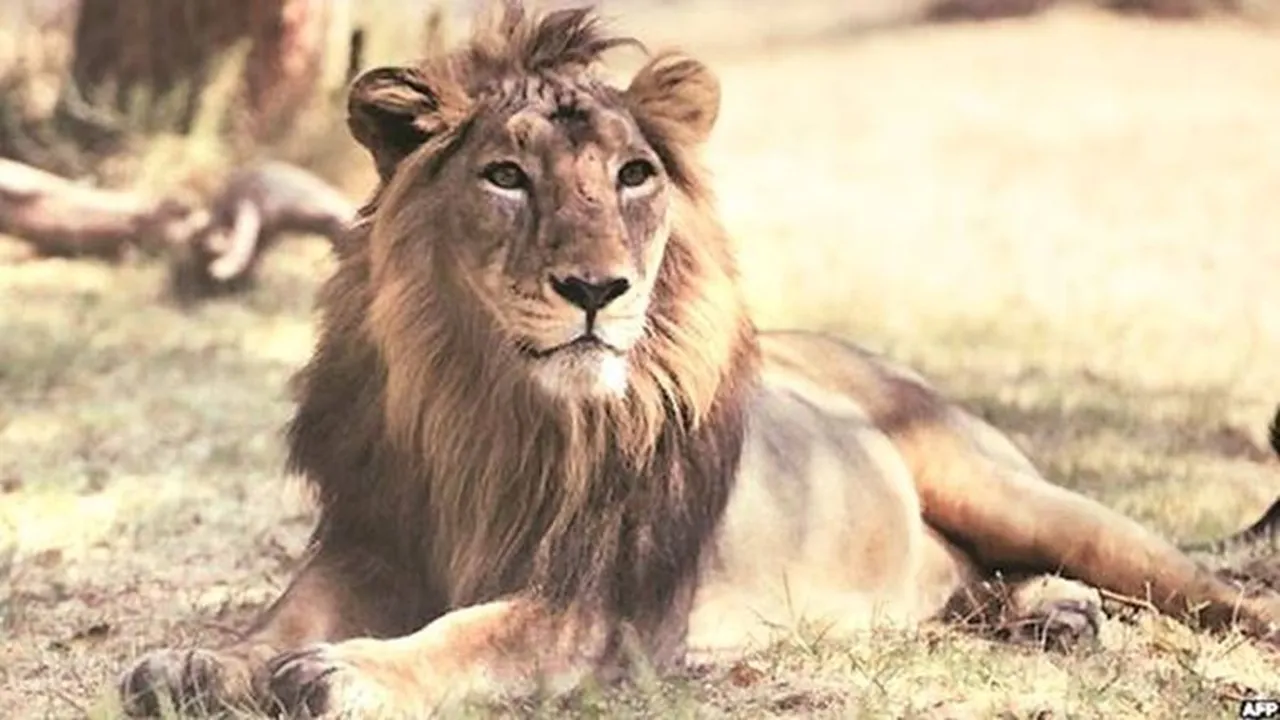Lion spotted on roof of farmer’s house