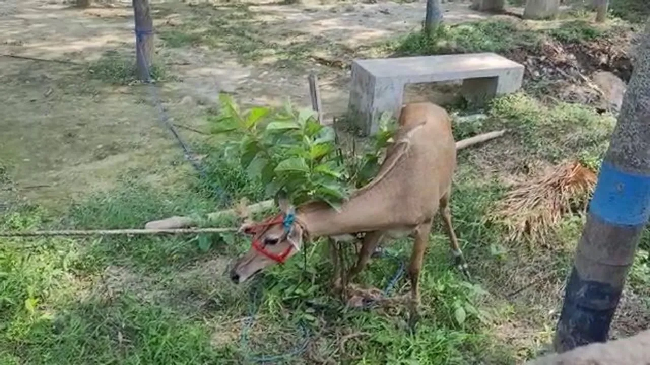 nilgai malda harishchandrapur