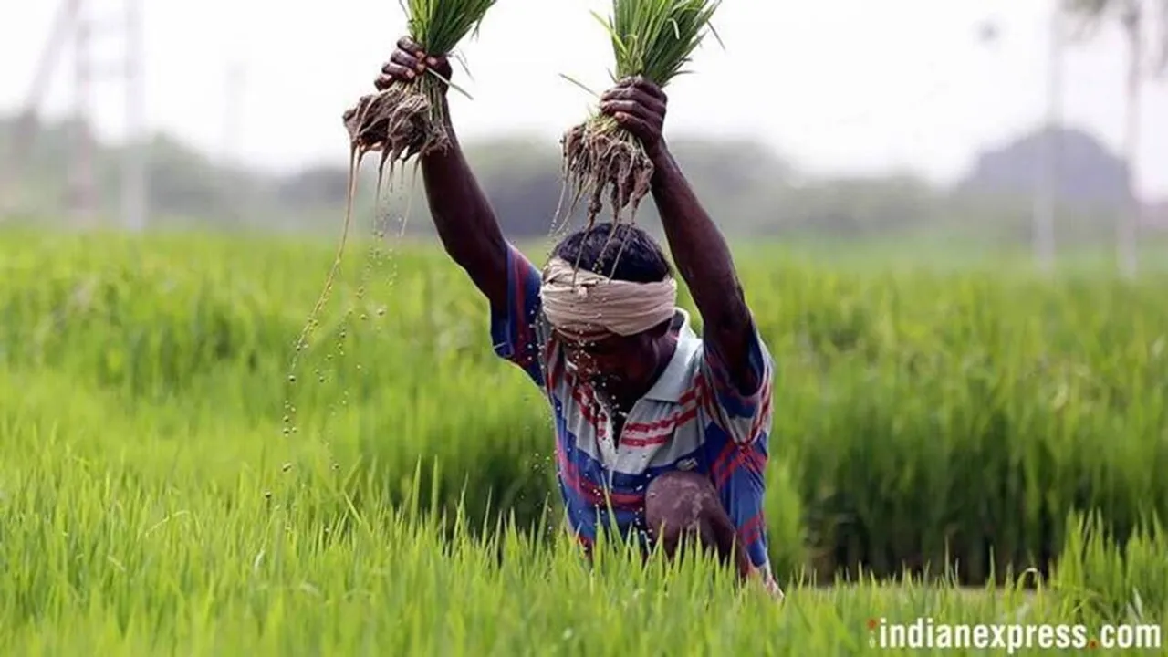 Minimum Support Price (MSP), Agricultural Costs and Prices, paddy, Paddy procurement, Indian Express, India news, current affairs, Indian Express News Service, Express News Service, Express News, Indian Express India News