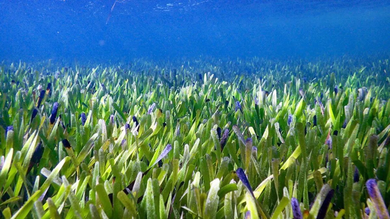 Largest Plant On Earth, Science news, Australian Researchers, Posidonia australis, seagrass, Australia, World Largest Plant, seagrass plant, australian researchers, largest plant in the world"