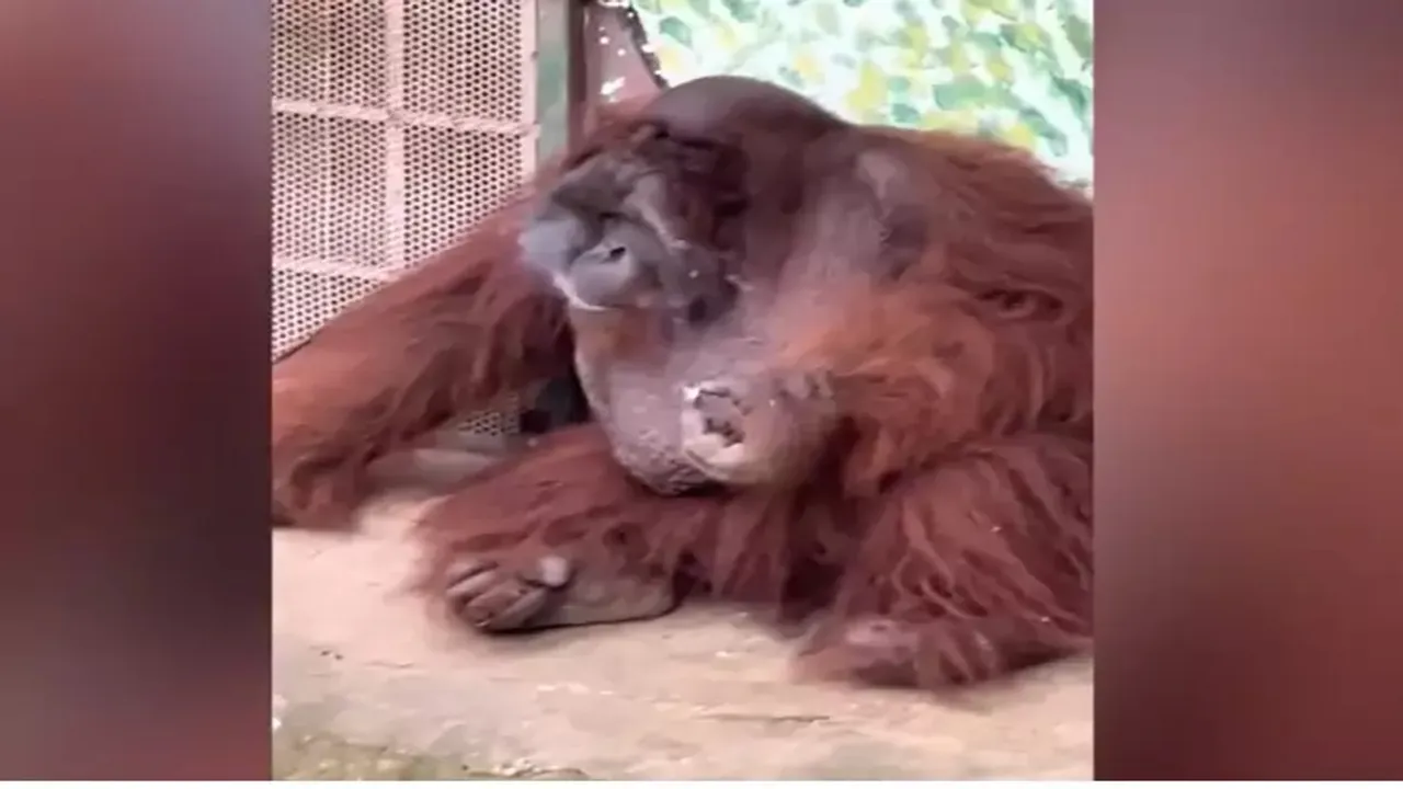 Orangutan smoking, Smoking Orangutan, Orangutan zoo smoking, Orangutan smoking Vietnam zoo, Saigon zoo Orangutan smoking, Orangutan smoking video
