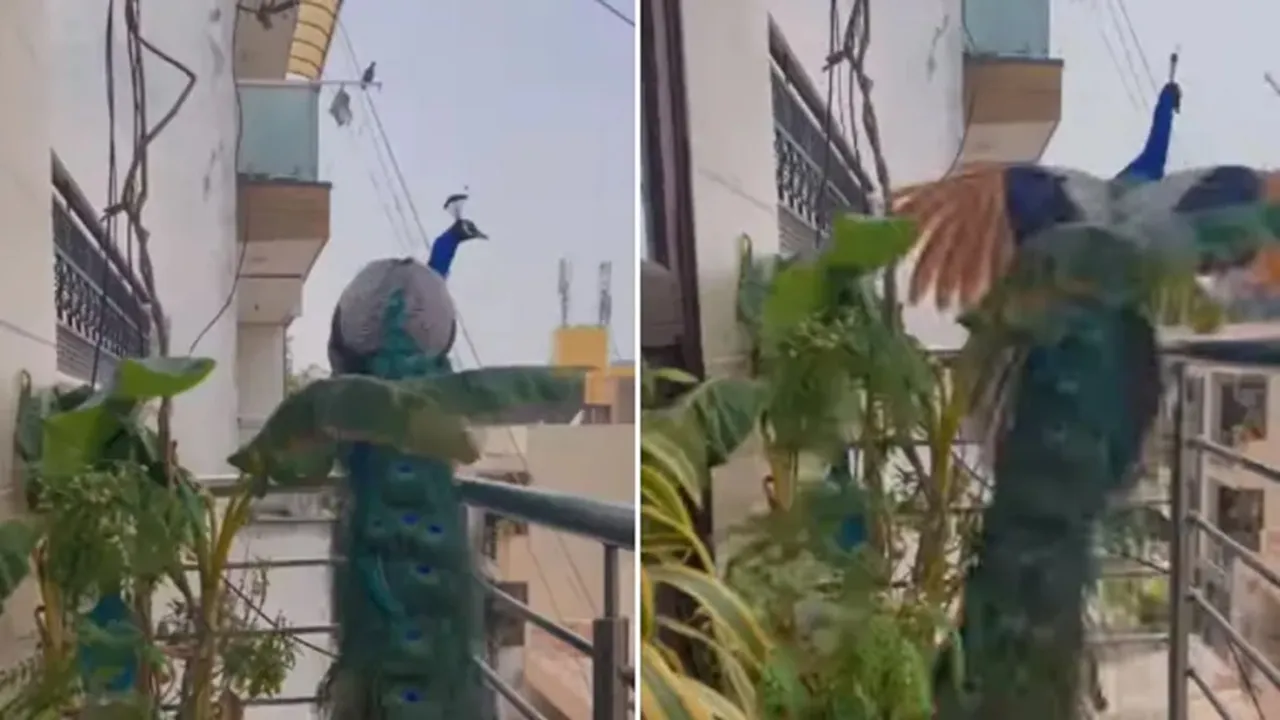 peacock video, viral vidro, delhi peacock video, peacock in delhi