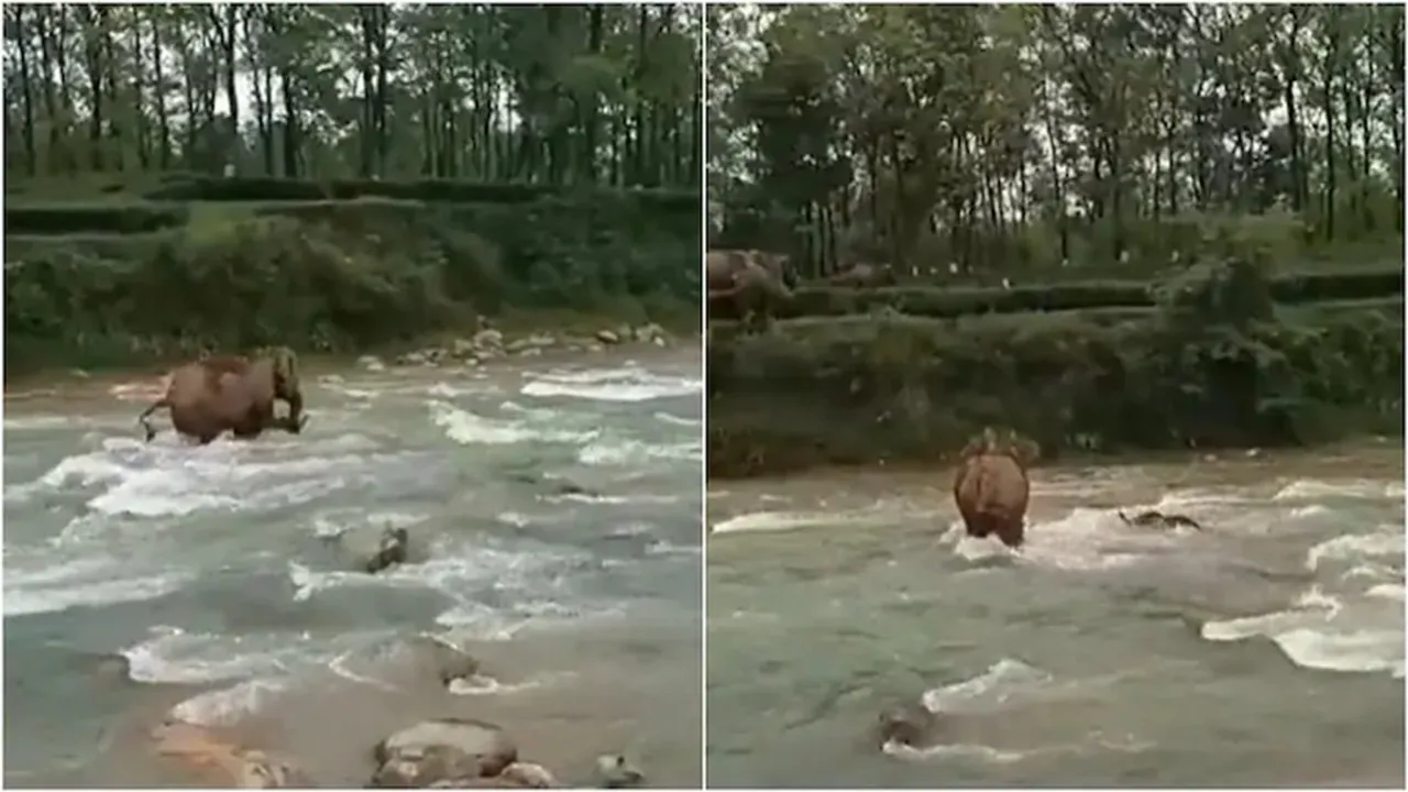 mother elephant, saves, baby, elephant, drowning, river, viral, video, ifs officer, twitter