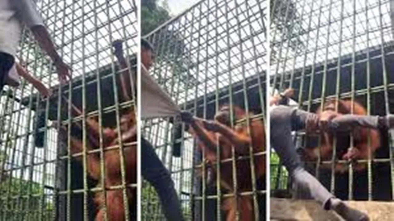 zoo, ape, orangutan, zoo visitor, zoo rules, wild animals, ape, ape strength, orangutan strength, zoo enclosure