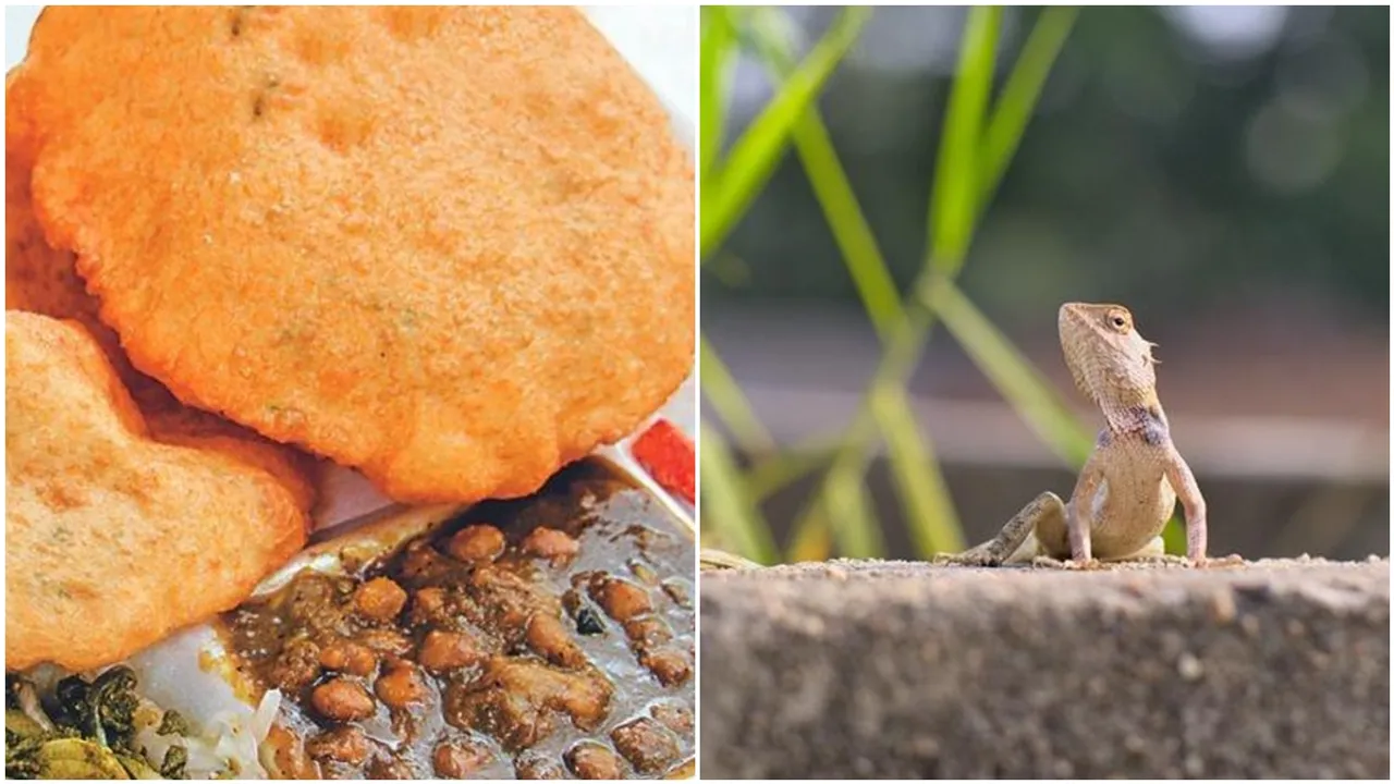 Doctor Finds Half-Dead Lizard In His Food In Chandigarh Mall, Rings Up Police