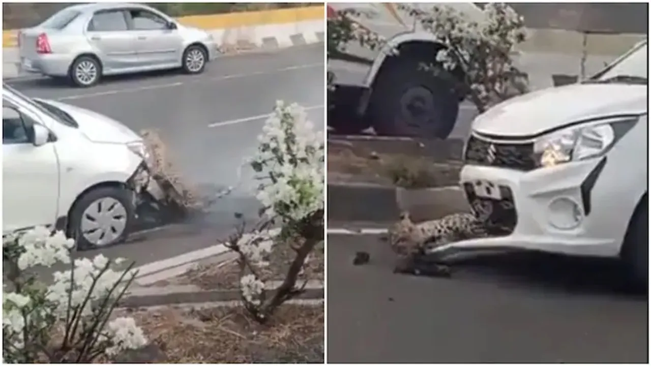 leopard, highway, accident, viral video, shocking video, wildlife