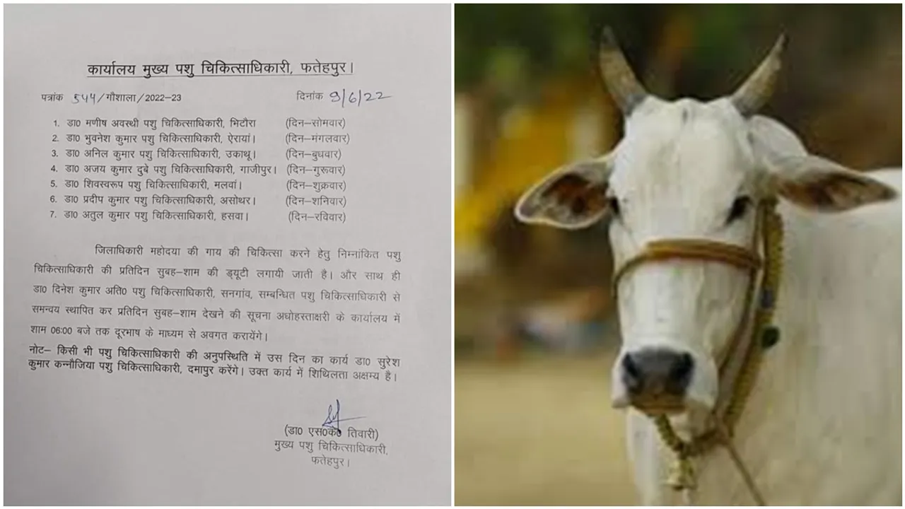 cow,UP News,uttar pradesh,Fatehpur,District Magistrate,চিকিৎসক,উত্তরপ্রদেশ,ডাক্তার,Anupriya Dubey,UP Doctors,Veterinary Doctors,Viral News,উত্তরপ্রদেশ, জেলাশাসক, গরু, ডাক্তার, চিকিৎসক, ফতেপুর, পশু চিকিৎসক, ভাইরাল খবর