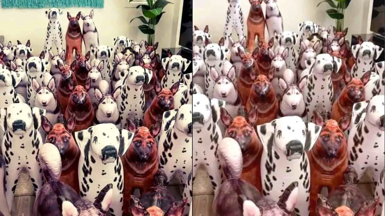optical illusion, optical illusion dogs, optical illusion pictures, optical illusion images, optical illusion spot the animal, brainteasers, personality test, pick the spot, spot the difference brain test