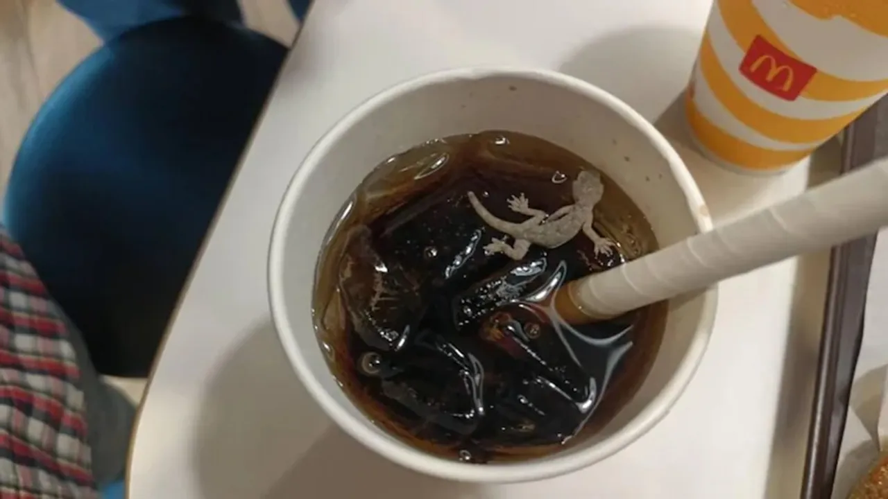 "Ahmedabad Municipal Corporation, Ahmedabad McDonalds lizard, Dead lizard in cold drink, Ahmedabad news, AMC imposes penalty on Mcdonald