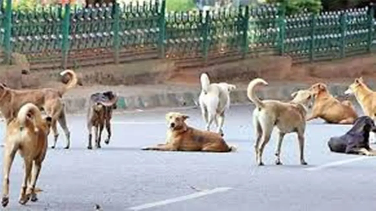 One-year-old boy bitten by stray dog in Noida dies