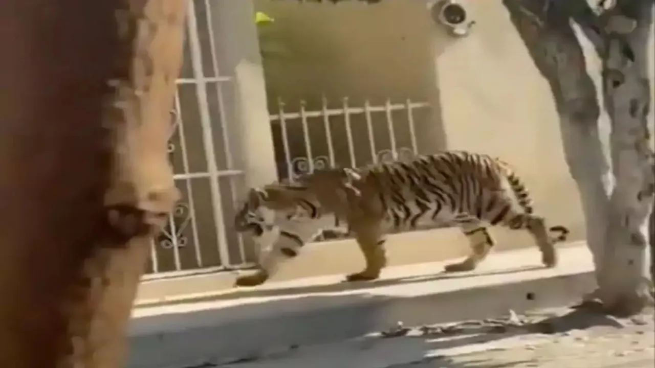 royal bengal tiger, bengal tiger viral video, bengal tiger mexico, royal bengal tiger mexico, bengal tiger exotic pet, bengal tiger wandering loose, bengal tiger wanders loose, bengal tiger spotted, bengal tiger spotted mexico, bengal tiger on street, bengal tiger walking on street