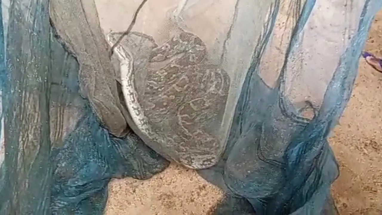 snake caught in fishing net in Damodar river in Durgapur