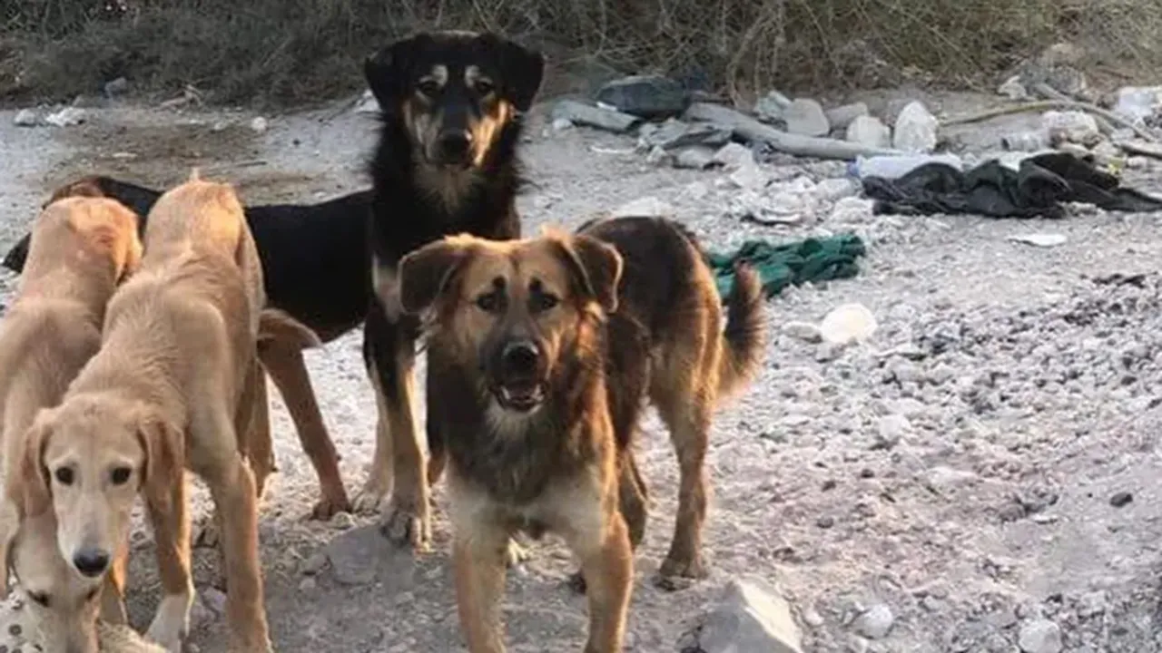 qatar,dogs,animal cruelty,gunmen kill dogs in qatar,dogs killed in qatar,dogs shot dead,paws rescue qatar