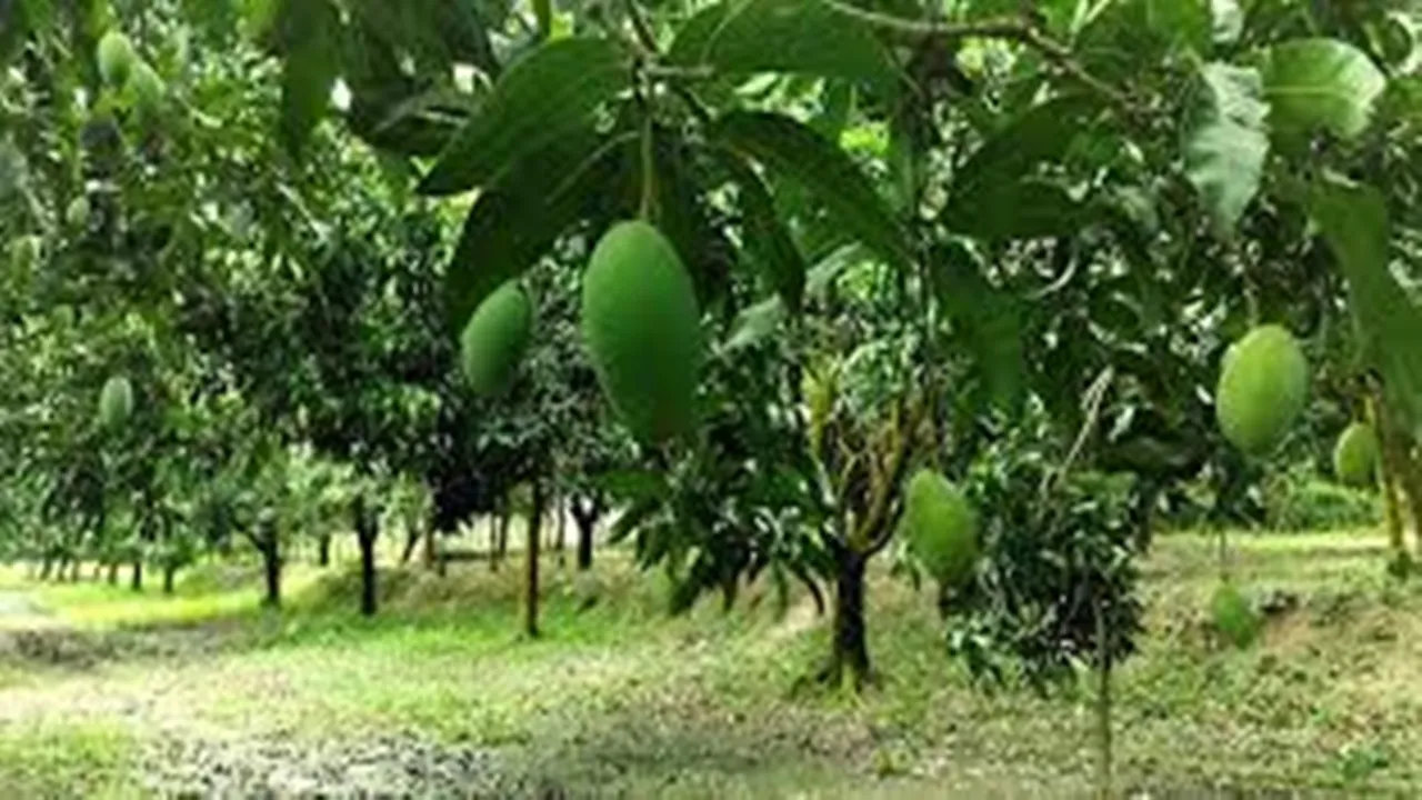 "Mangoes, Mango Man of India, Delicious mango, old mango tree, Aishwarya mango, Anarkali mango, mangoes in demand"