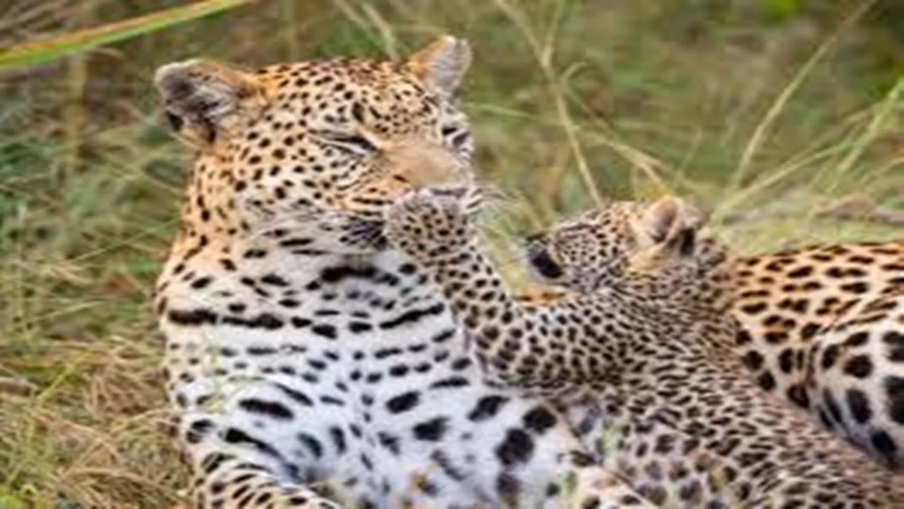 leopard, highway, accident, viral video, shocking video, wildlife
