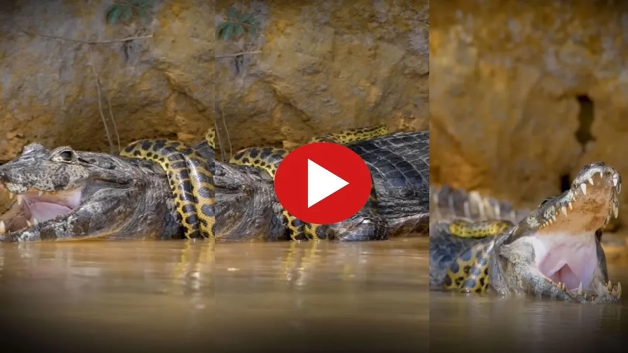 "Magarmach Ka Video,Magarmach Aur Azgar Ki Ladai,Magarmach Ka Hamla,Wild Animal Fight Video,Google Trends,Crocodile Vs Python Fight Video,Omg Video,Viral Video,Azgar Ka Video,Crocodile Attack Video"