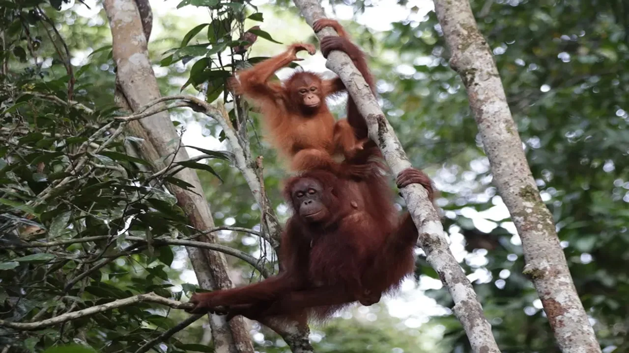 rangutan, smoking, vietnam, zoo, saigon, zoo, cigarette, viral, video, furious, angry