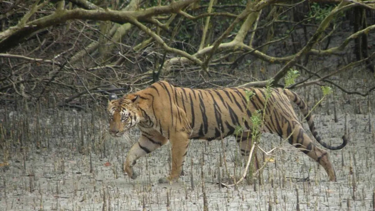 sunderban tiger reserve