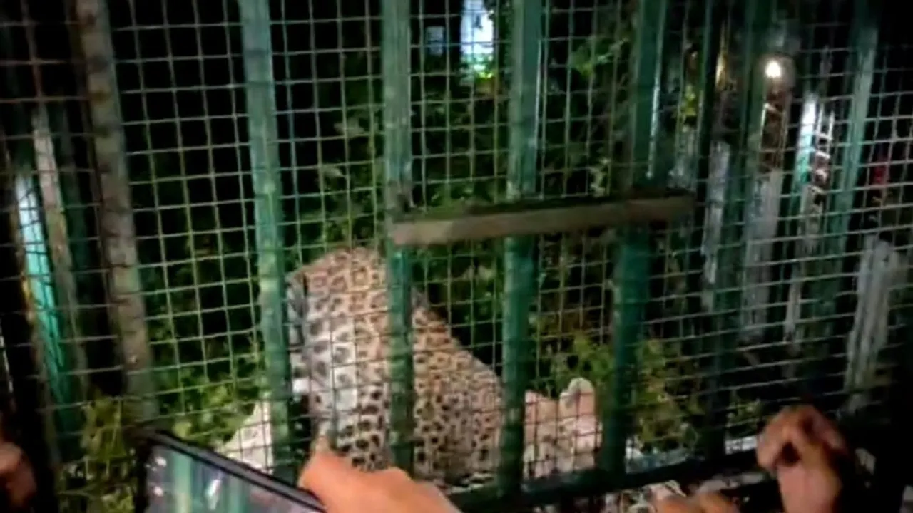 leopard wounded due to trapped in the fence