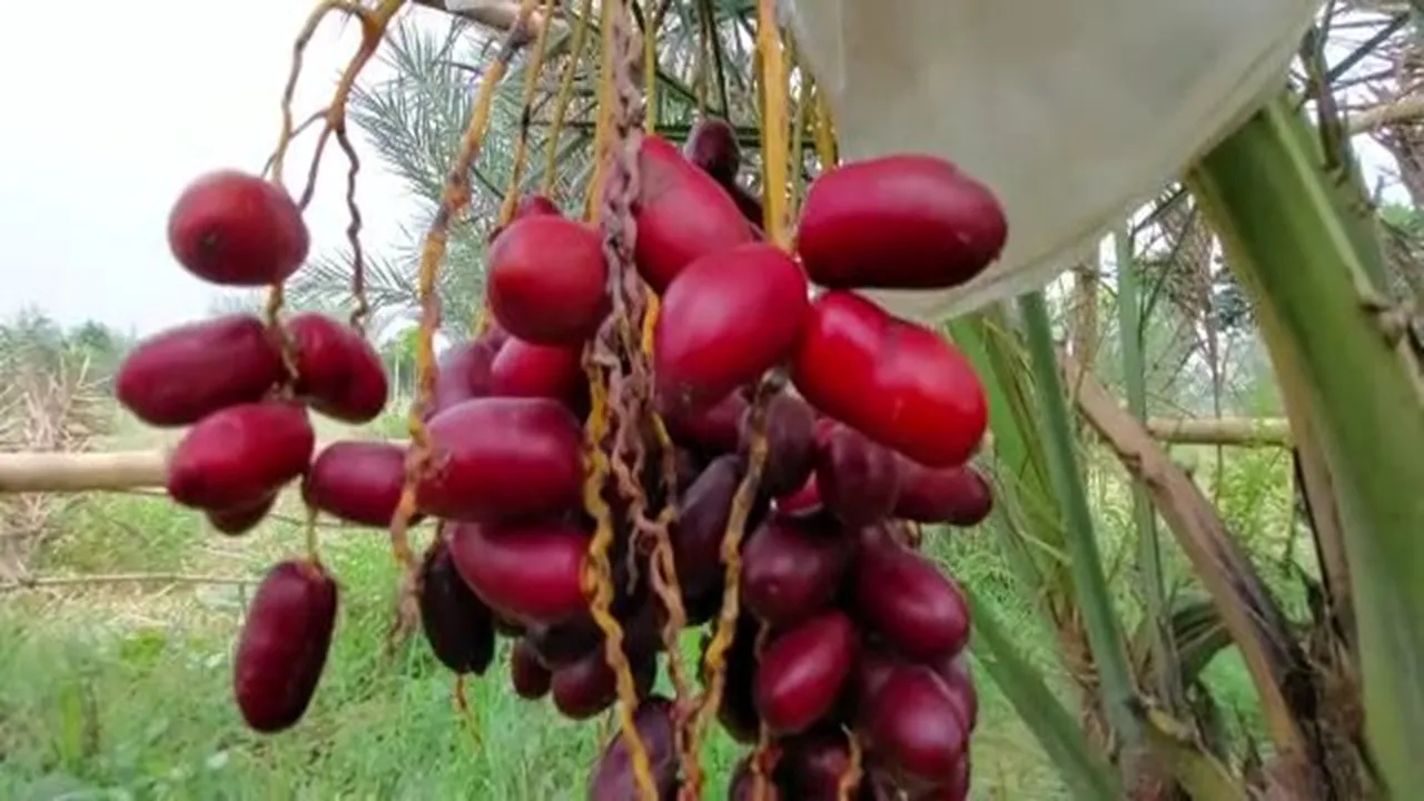 arabian dates malda bamongola arindom roy