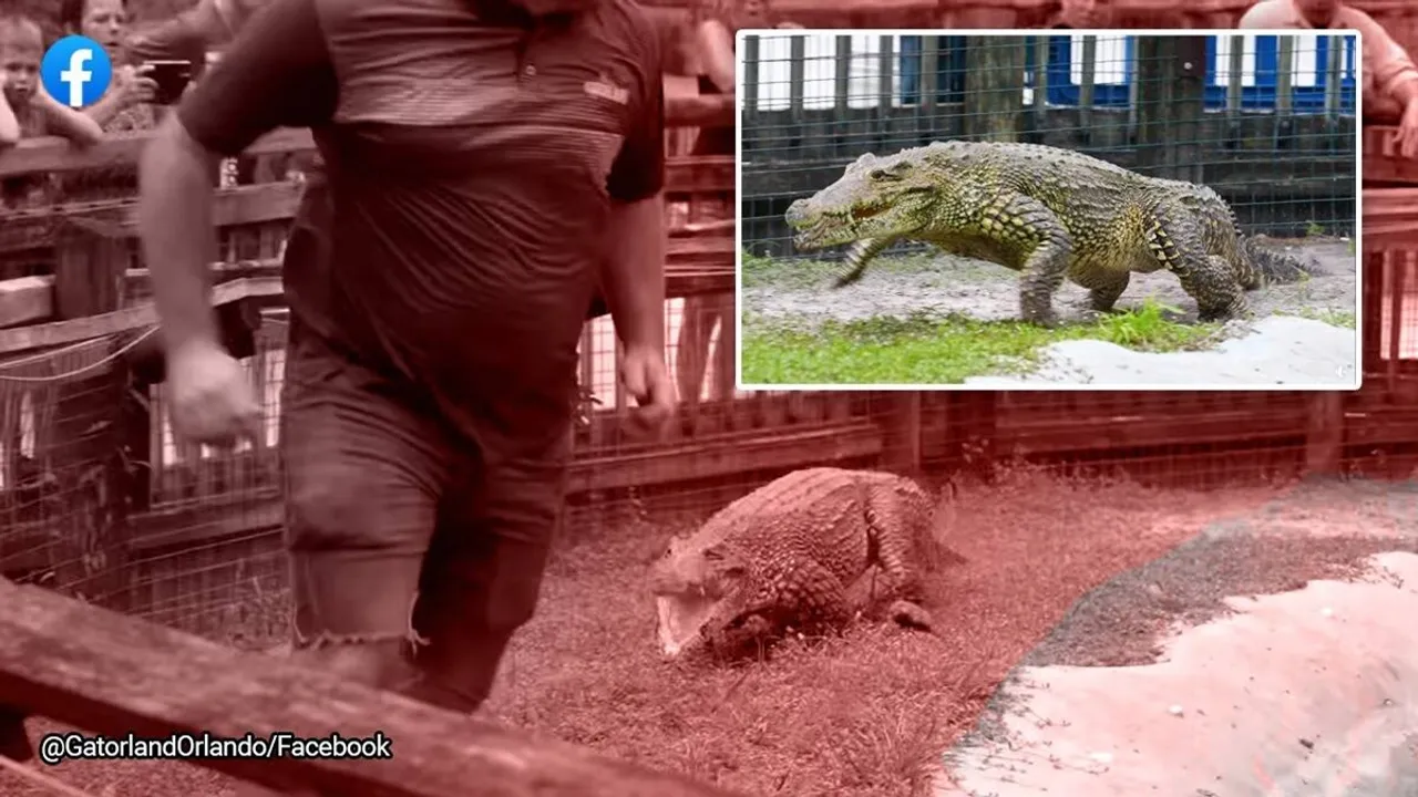 Cuban crocodile, galloping, nature reserve, wildlife, Gatorland Orlando, theme park, scary, goosebumps, viral, trending, Indian Express