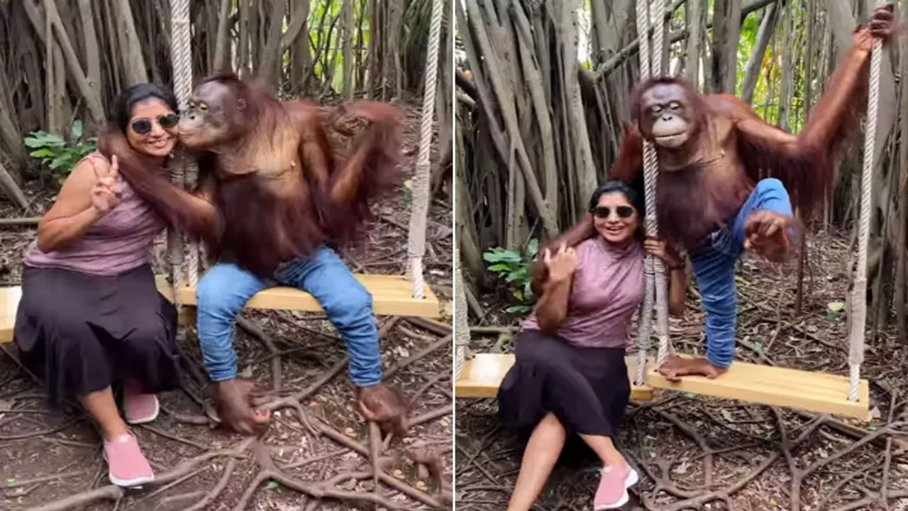 animal videos,Bangkok,Chimpanzee,chimpanzee kiss woman,safari world,Thailand,Video,viral
