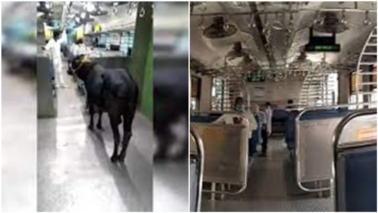 bull train bihar, cow train bihar, bull on train bihar, bull travelling on train, bihar bull train, black bull train bihar, black bull local train bihar"