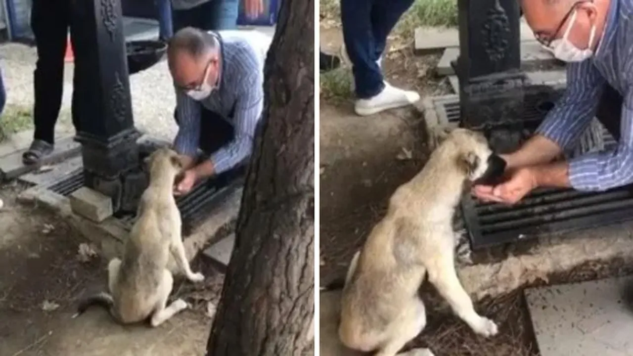 Street Dog, Viral Video, Man Collects Water In His Hands, Man Feeds Thirsty Street Dog, Tansu YEĞEN