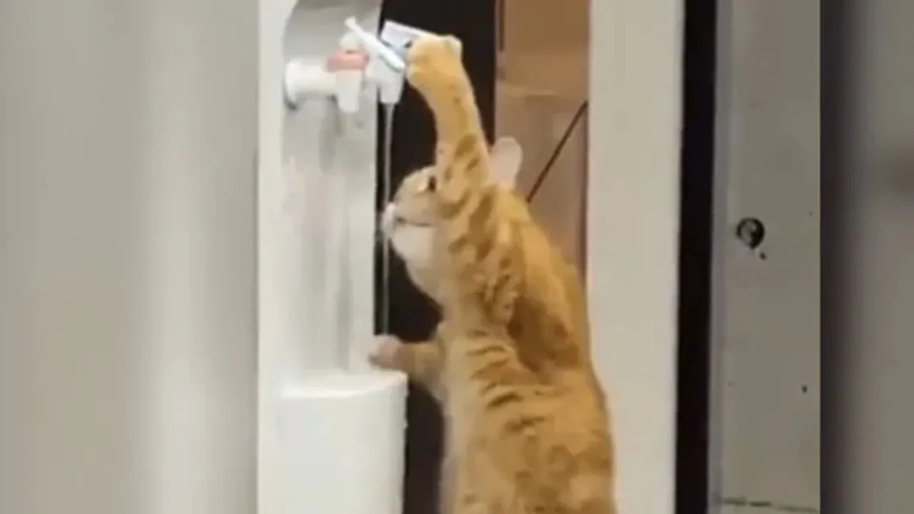 "Viral video,Kitten drinking water,Social media,Internet,Twitter,Animal Videos