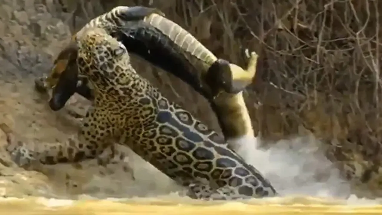 Social media,Viral video,Internet,Twitter,Jaguar Hunting Videos,Wild animal videos
