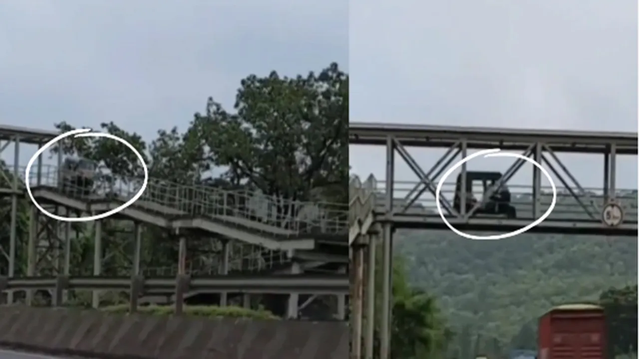 viral, viral video, viral Twitter videos, trending, trending videos, auto crosses footover bridge, auto drives on bridge