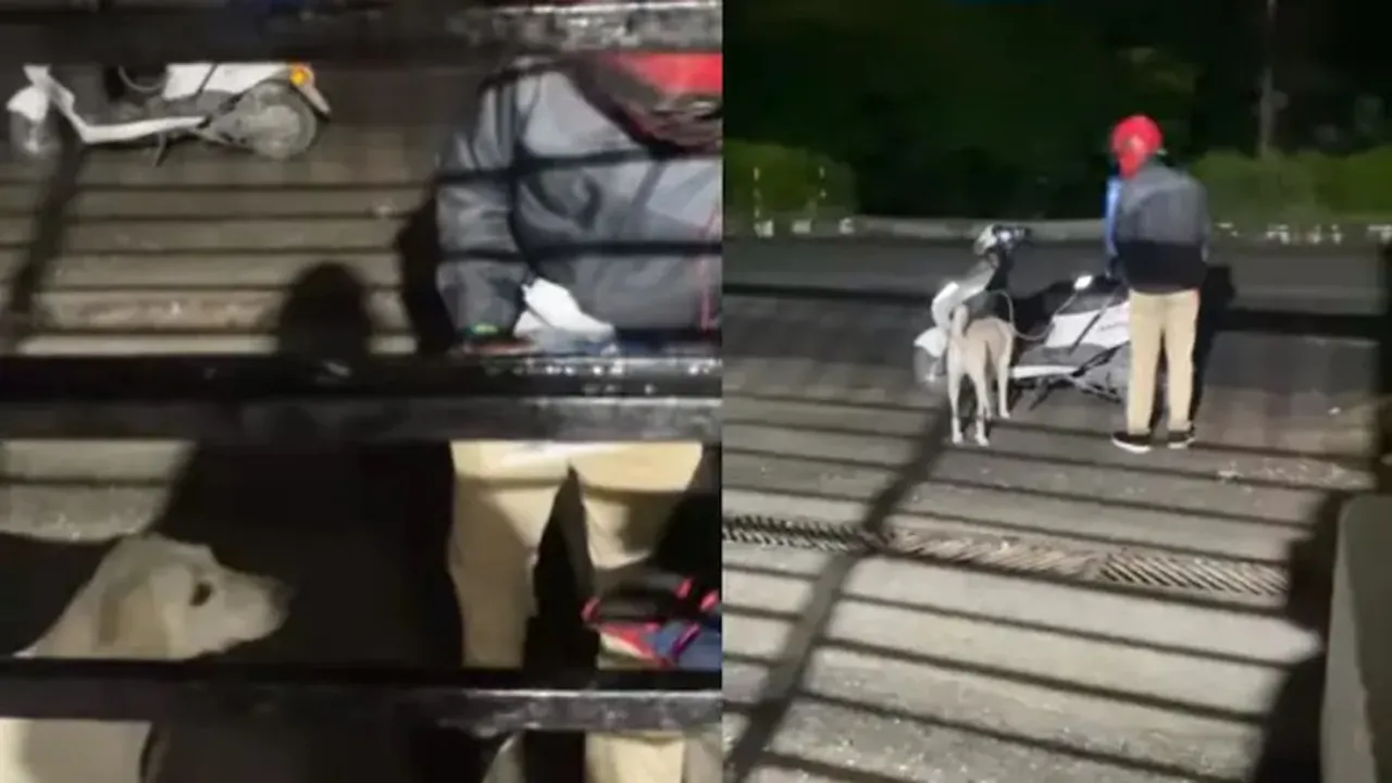 dominos, dominos delivery boy dog delivers pizza, dog delivers dominos