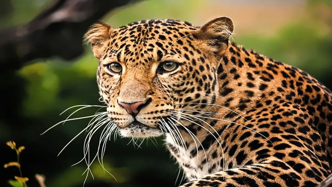 parveen kaswan, ifs officer, viral, video, shocking, internet, angry, furious, man, pulls, leopard, tail
