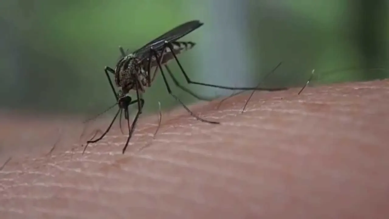 mosquito