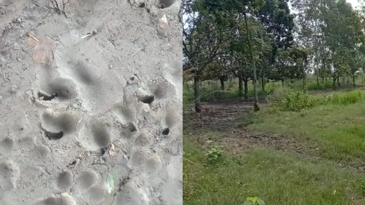 The residents feels fear for tiger in maldahs englishbazar