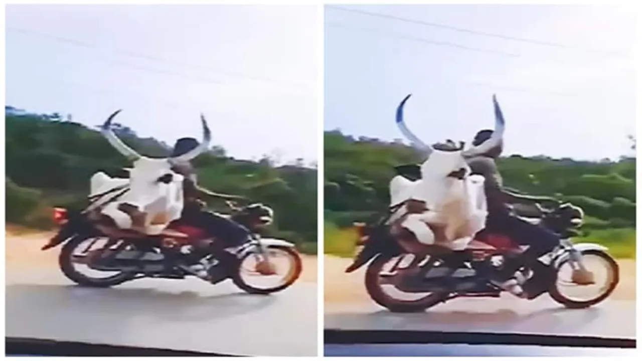 ike,Bull,shocking video,viral video, Shocking Video