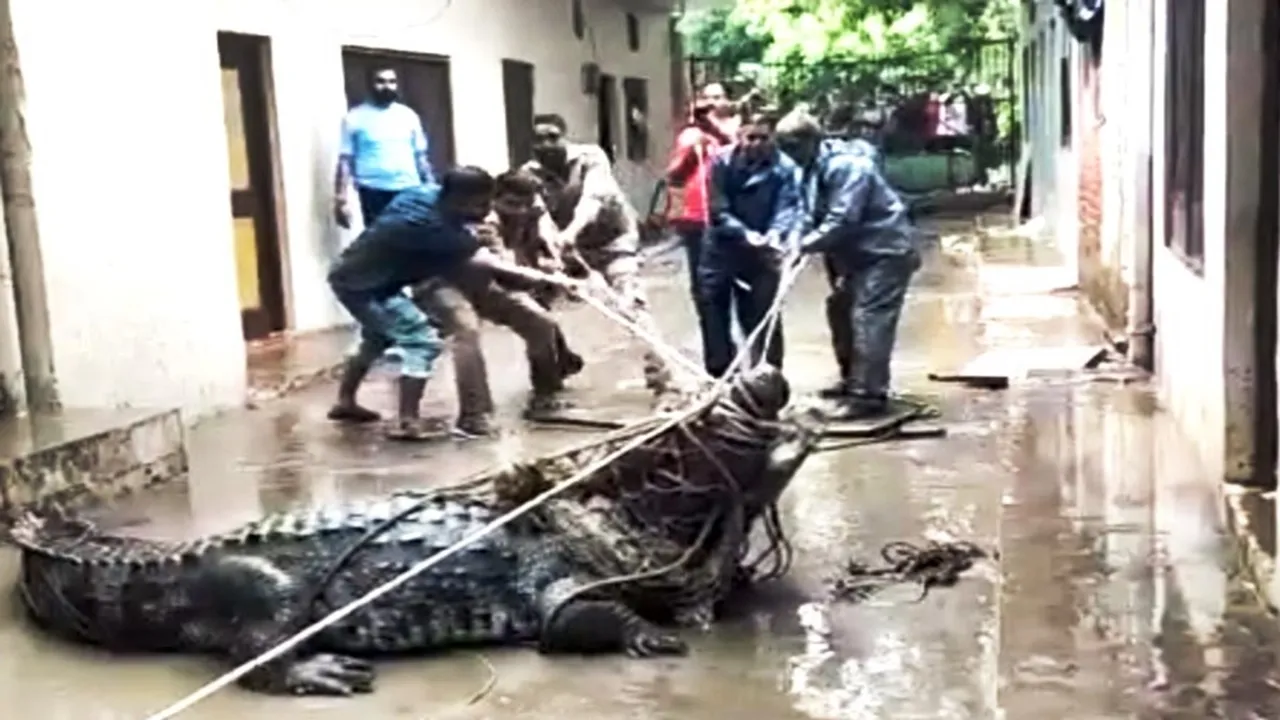 "Crocodile Attack in Prayagraj,Crocodile in Prayagraj,News,Prayagraj Crocodile Video,Trending Video,UP Crocodile Video,UP Viral Video,Uttar Pradesh,viral video