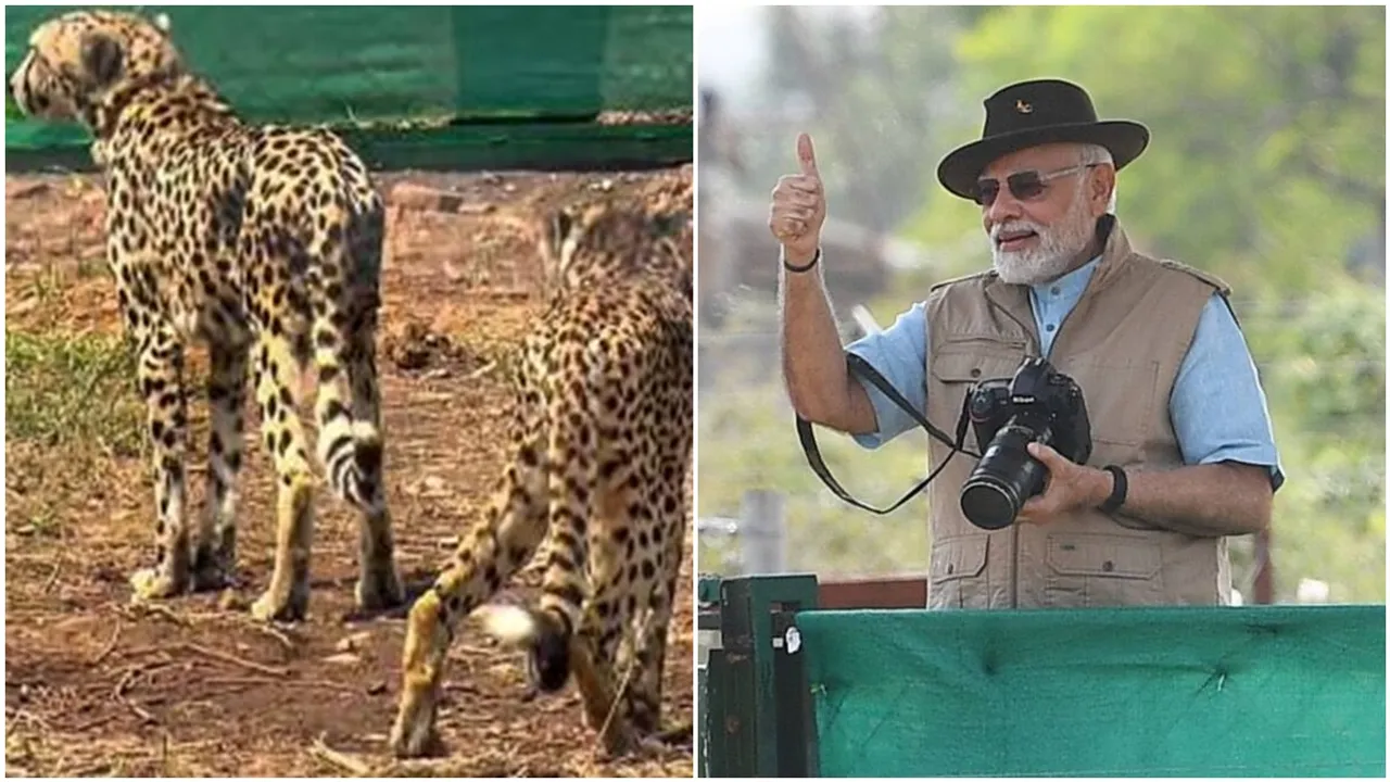 cheetah in india,leopard,namibia,namibia cheetah,cheetah in hindi,cheetah in english,Project Cheetah, India-Nambia, Prime Minister Narendra Modi,leopard vs cheetah,tiger,cheetah and leopard,tendua,cheetah news,cheetah and leopard difference,kuno national park,how many cheetah in india,kuno national park cheetah,jaguar,project cheetah,leopard in hindi,indian cheetah,lion,difference between cheetah and leopard,cheetah speed,chita,leopard in india,panther,cheetah speed per hour,bengal tiger,cheetah wikipedia,ndtv,cheetah lifespan,how many cheetah in india 2022,speed of cheetah,cheetah images,is cheetah extinct in india,project cheetah,sher,cheetah ko english mein kya kahate hain,cheetah meaning in english,cheetas, cheetas return to India, cheetas India return, PM Modi to release cheetas, Madhya Pradesh's Kuno National Park, Namibian cheetas brought to India, Cheetas return to India, PM Modi birthday, The Indian Express, PM Modi birthday updates