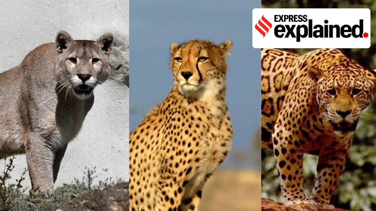 cheetah