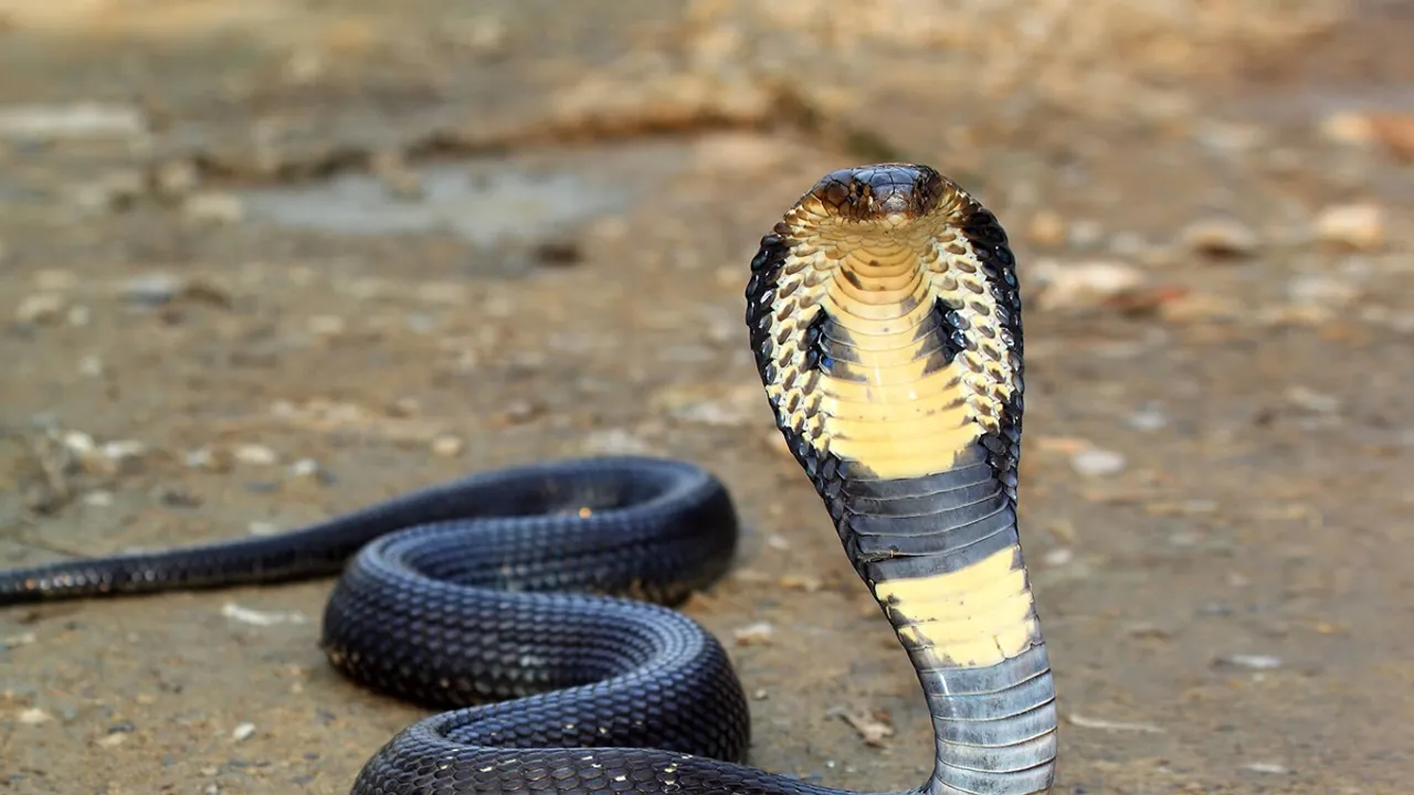 Cobra dead after biting a drunk man, video goes viral on social media