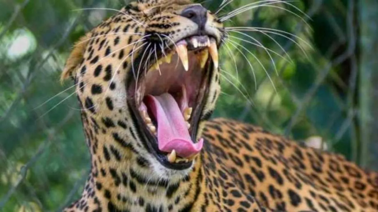 leopard attack aarey colony, aarey colony leopard attack, mumbai leopard attack, mumbai girl dead leopard, Maharashtra news, Maharashtra news updates,