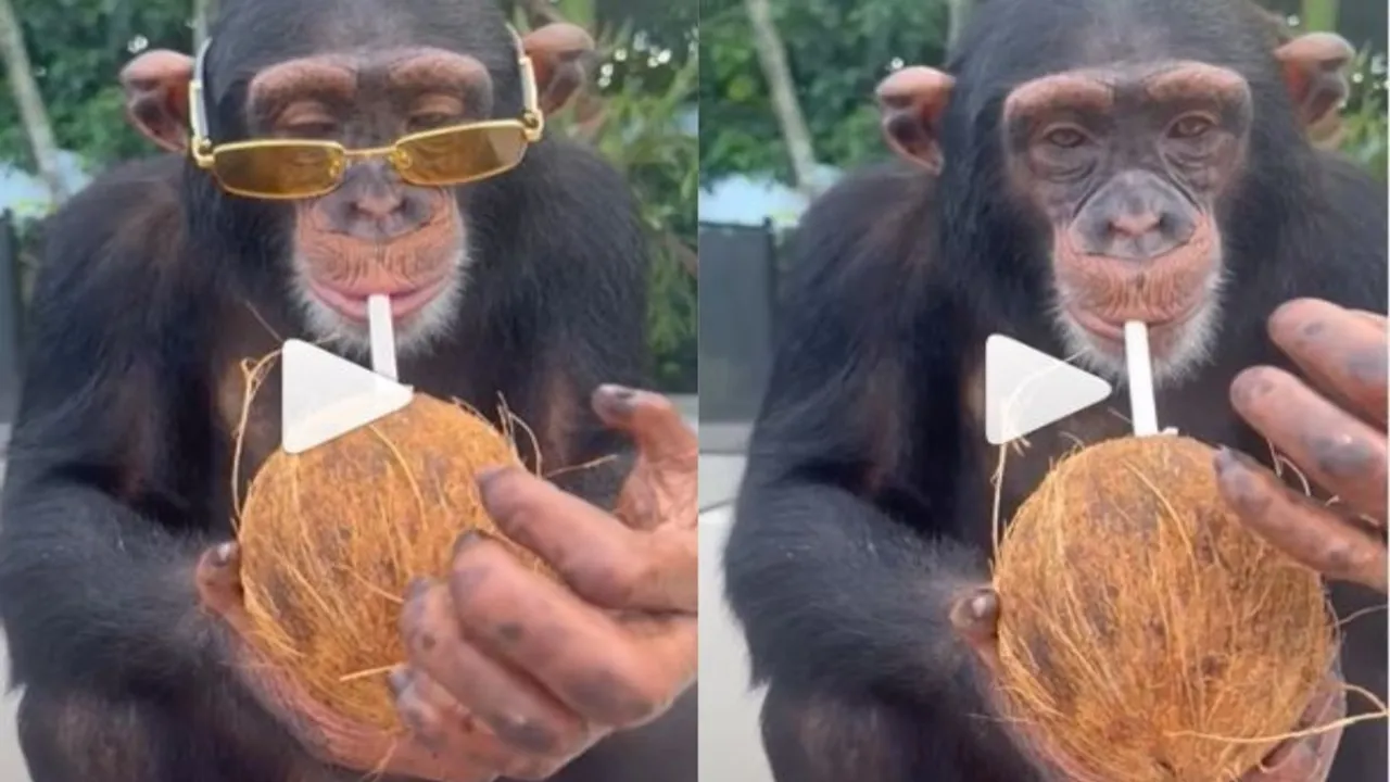 bandar ka video,monkey ka video,Viral Video,Google Trends Today,Trending Video,Trending Video Today,Viral Video Today,viral news,trending news,viral